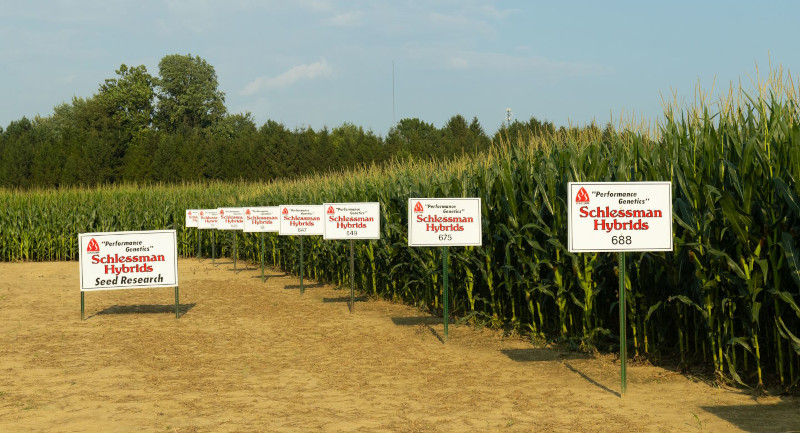 Schlessman Seed Co. Hybrid Corn Tassels