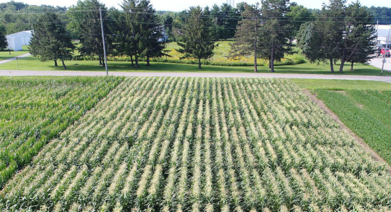 Schlessman Seed Co. Popcorn Reseach Plot Overview