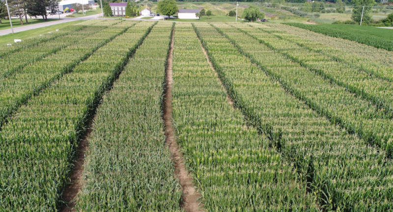 Schlessman Seed Co. Hybrid Corn Research