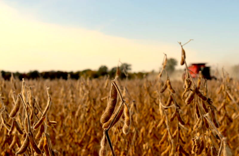 Schlessman® Brand Soybeans at Harvest