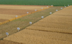 Wheat Field Day