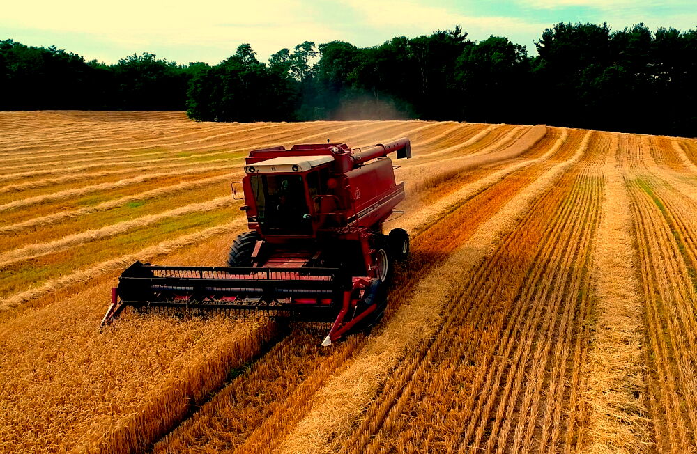 AGRA® Mature Wheat Field